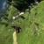 Wingsuit Basejumping [Wordless Wednesday]